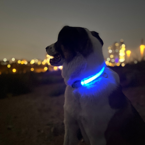 Led Dog Collar